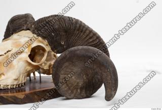 Photo Textures of Mouflon Skull Antlers